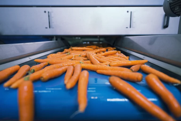 Légumes triés sur convoyeur dans une usine de transformation