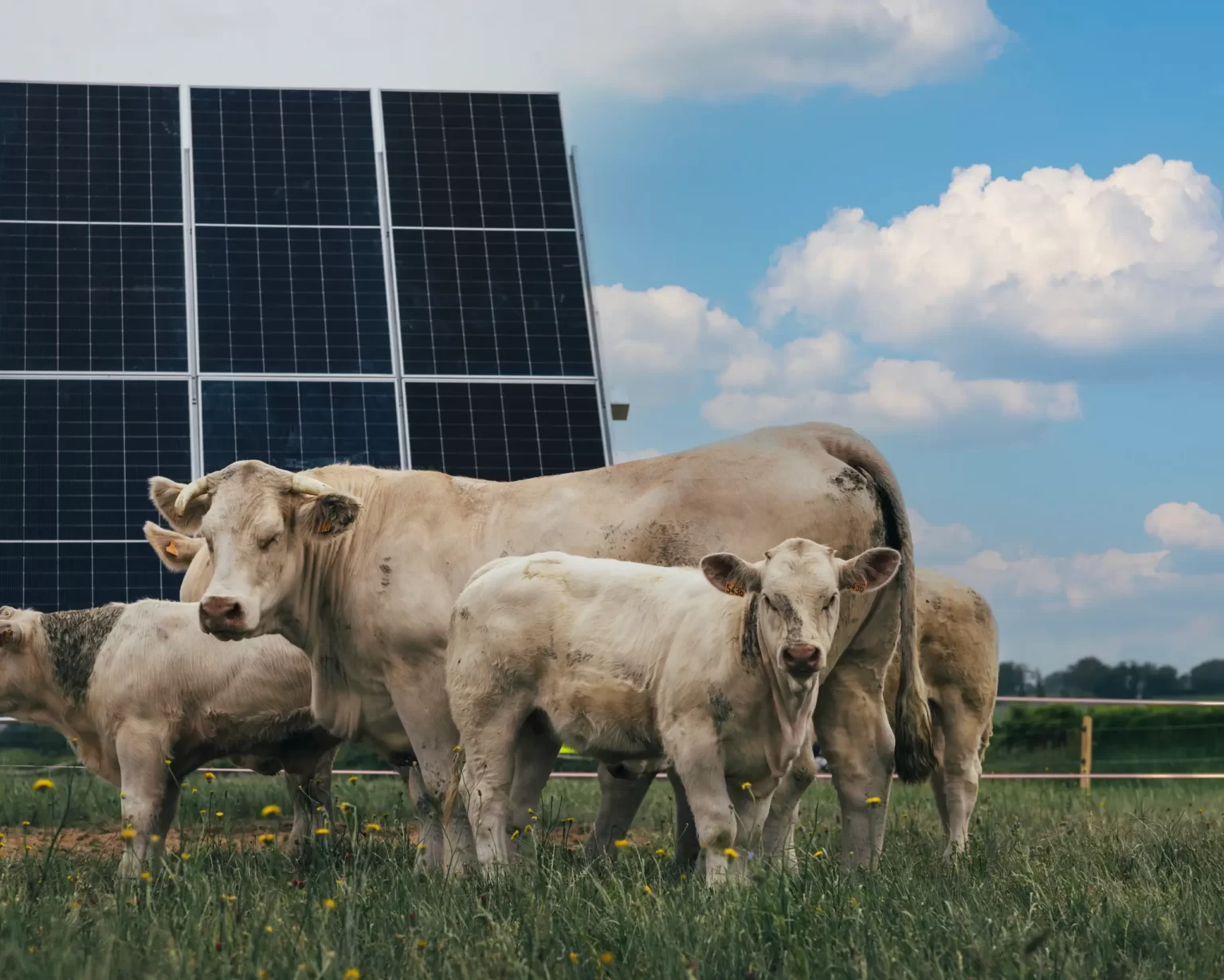 Vaches sous une ombrière agrivoltaïque dans un pré